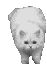 Running white fluffy Persian cat